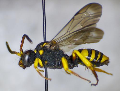 Réf. 56 859 : Nomada melathoracica