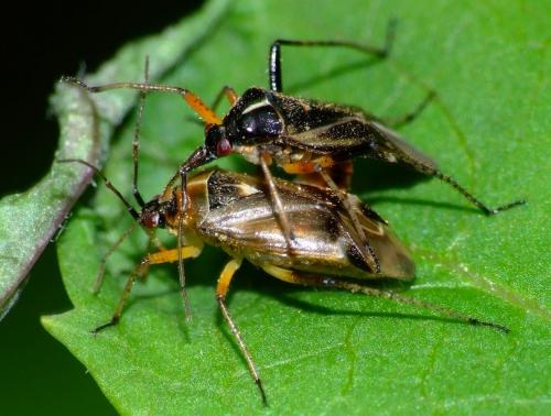 Harpocera thoracica