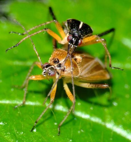 Réf. 56 741 : Harpocera thoracica