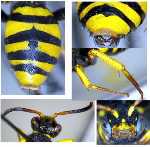 Réf. 56 860 : Nomada melathoracica