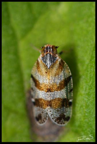 Tachycixius venustulus