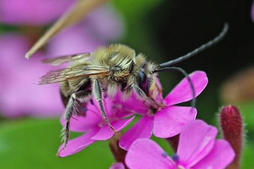 Réf. 56 912 : Eucera sp.