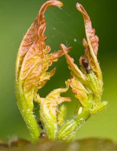 Réf. 56 342 : Periphyllus acericola