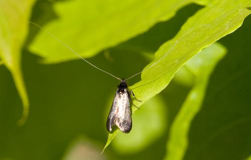Adela reaumurella