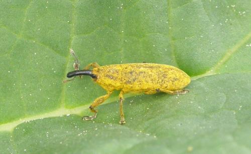 Réf. 56 399 : Lixus bardanae
