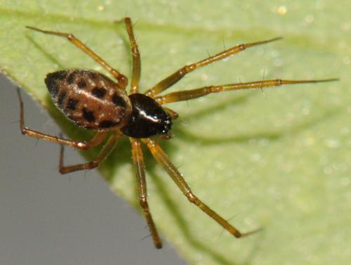 Tenuiphantes tenuis