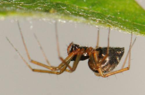Tenuiphantes tenuis