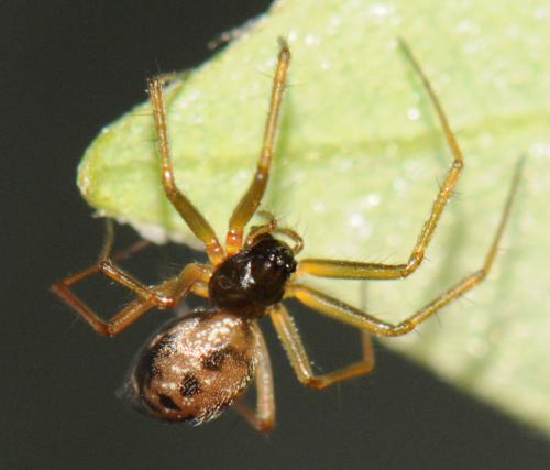 Tenuiphantes tenuis