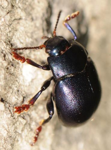 Réf. 56 581 : Chrysolina sturmi