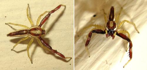 Epocilla sp.