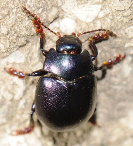 Réf. 56 582 : Chrysolina sturmi
