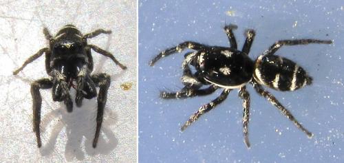 Réf. 56 590 : Salticus propinquus