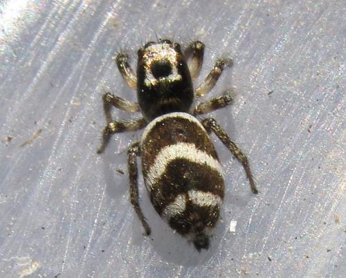 Réf. 56 589 : Salticus propinquus