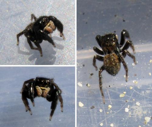 Réf. 56 505 : Euophrys sp.