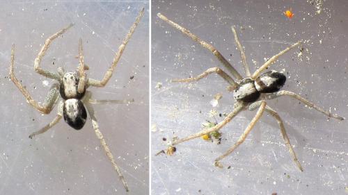 Réf. 56 553 : Rhysodromus lepidus
