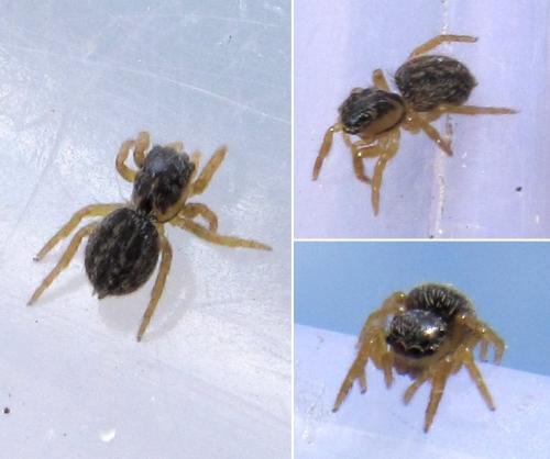 Réf. 56 506 : Euophrys sp.