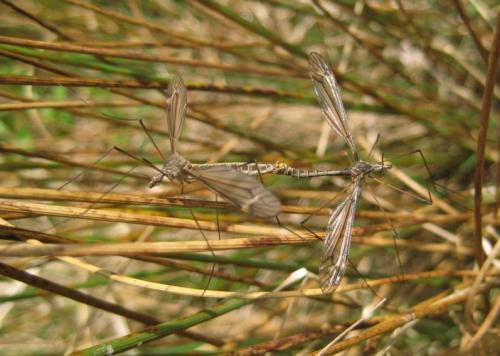 Tipula sp.