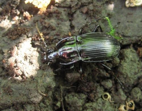 Réf. 56 201 : Abax parallelepipedus
