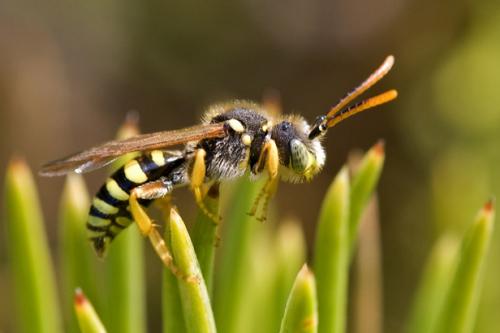 Réf. 56 803 : Nomada sp.