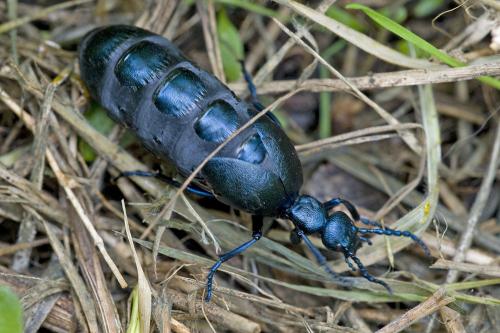 Réf. 56 960 : Meloe violaceus