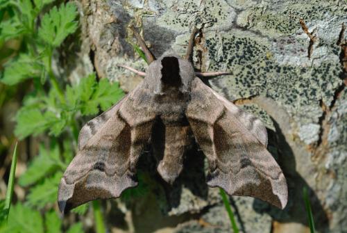 Réf. 56 625 : Smerinthus ocellata