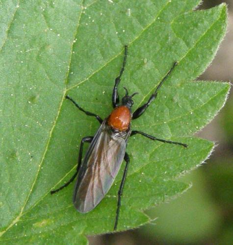 Bibio anglicus