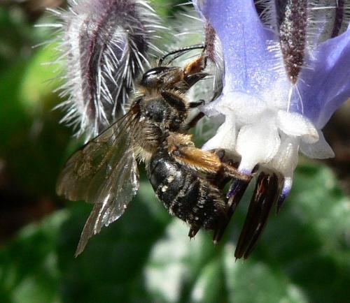Andrena sp.