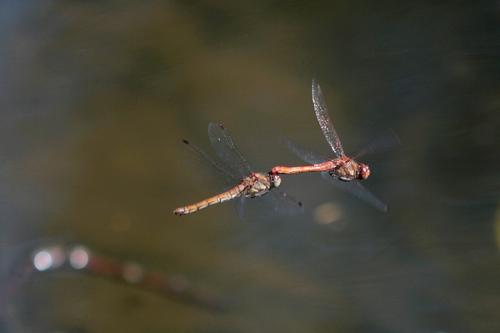 Sympetrum striolatum