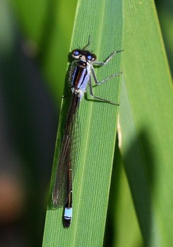 Ischnura elegans