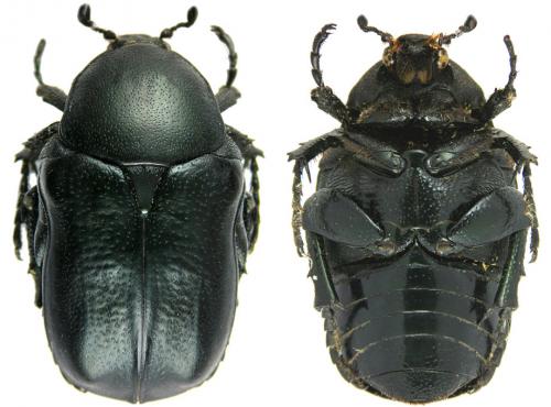 Aethiessa mesopotamica rugipennis
