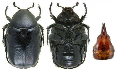 Aethiessa mesopotamica rugipennis