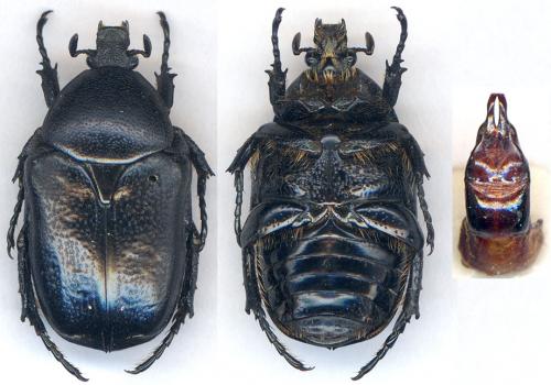 Aethiessa doriae