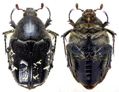 Réf. 56 172 : Aethiessa szekessyi