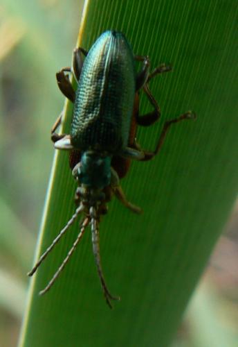 Plateumaris sericea