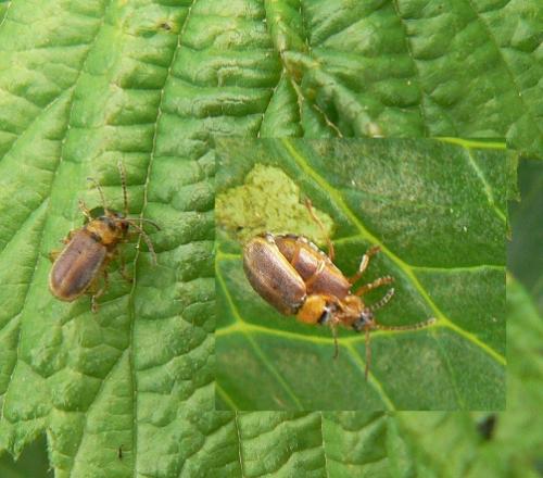Galerucella sp.