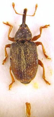 Réf. 56 231 : Acalyptus carpini