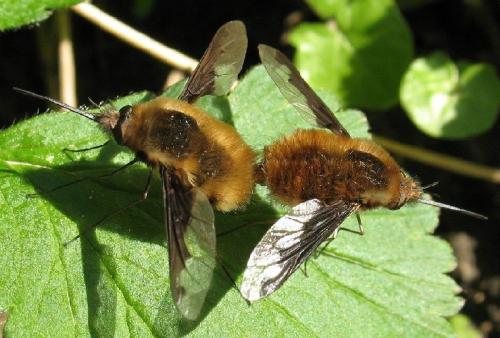Réf. 56 883 : Bombylius major