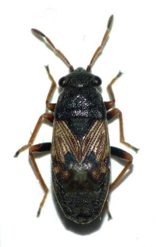 Acompus pallipes