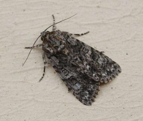 Réf. 56 650 : Acronicta rumicis