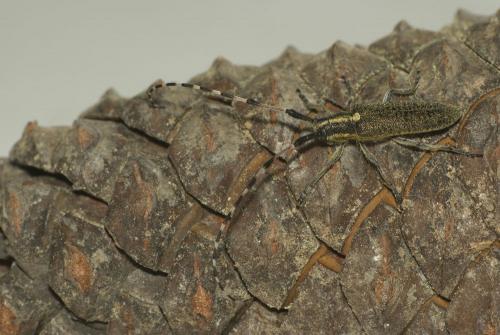 Agapanthia dahli