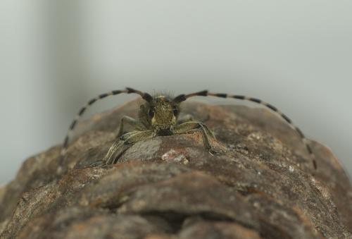 Réf. 56 184 : Agapanthia dahli