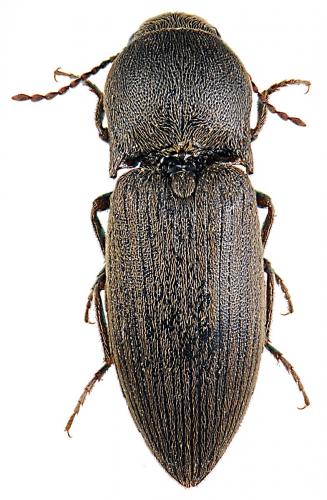 Réf. 56 147 : Agriotes obscurus