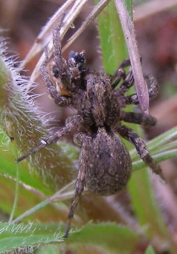 Alopecosa albofasciata