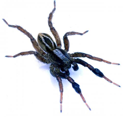 Alopecosa cuneata