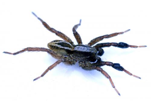 Réf. 56 884 : Alopecosa cuneata
