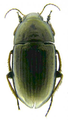 Réf. 56 540 : Amara aenea