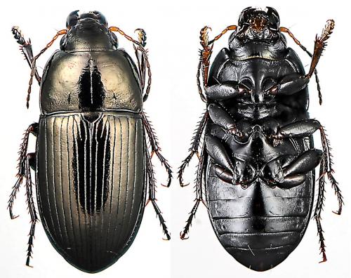 Réf. 56 128 : Amara convexior