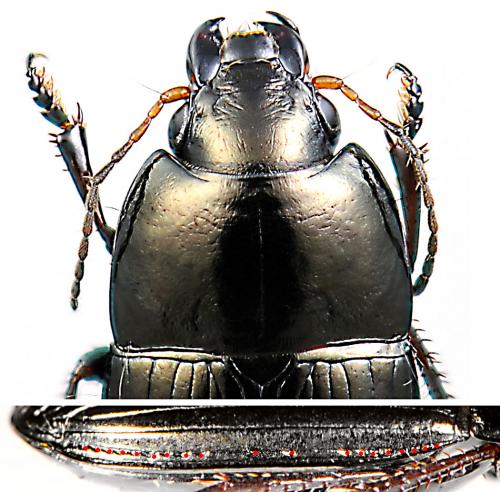 Réf. 56 129 : Amara convexior