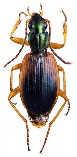 Réf. 56 099 : Anchomenus dorsalis