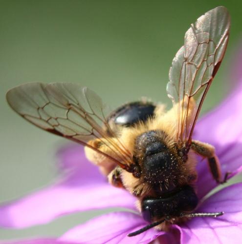 Andrena flavipes